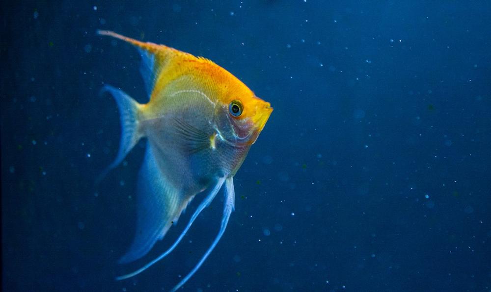 Take the kids to Konger Tarpon Springs Aquarium