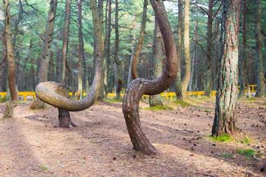 The Dancing Forest