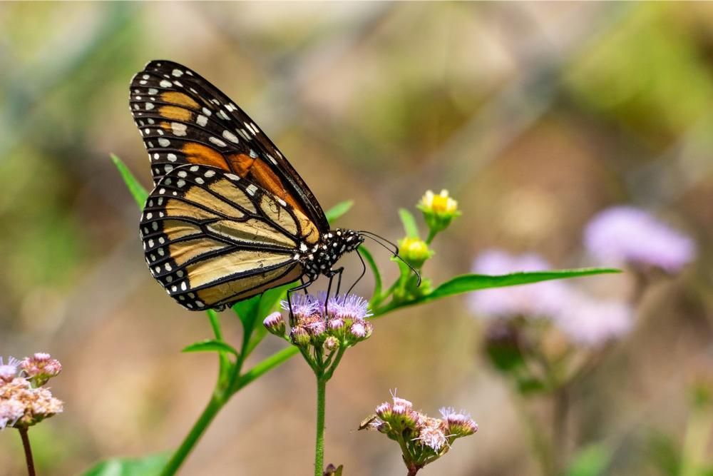 Watch butterflies flutter and admire tropical plants on a quiet, unusual garden escape.