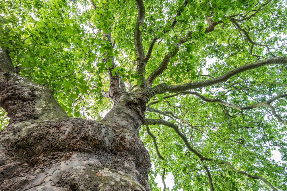 Walk Scenic Trails Beneath Oaks at Sycamore Grove Regional Park