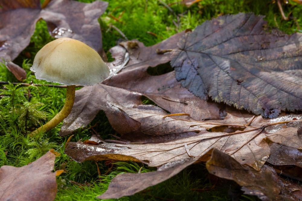 Wander Among Towering Trees at Peavy Arboretum