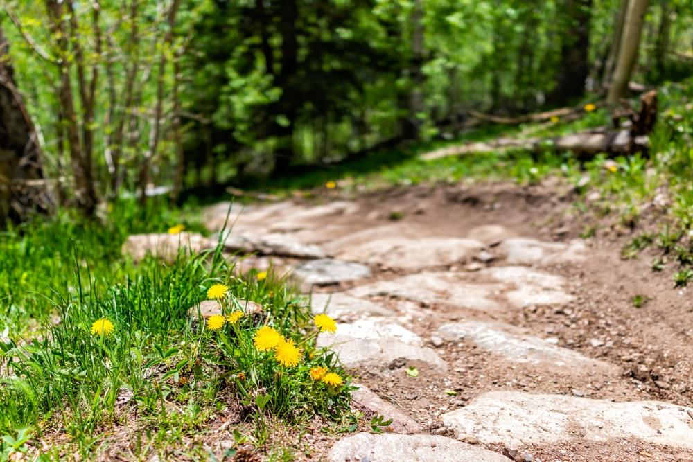 Wander the Wild Side in Buxton Woods Reserve