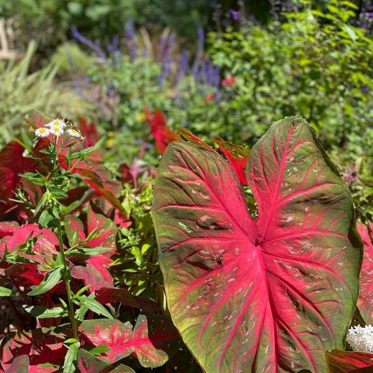 Wander Through Natural Beauty at Mead Botanical Garden
