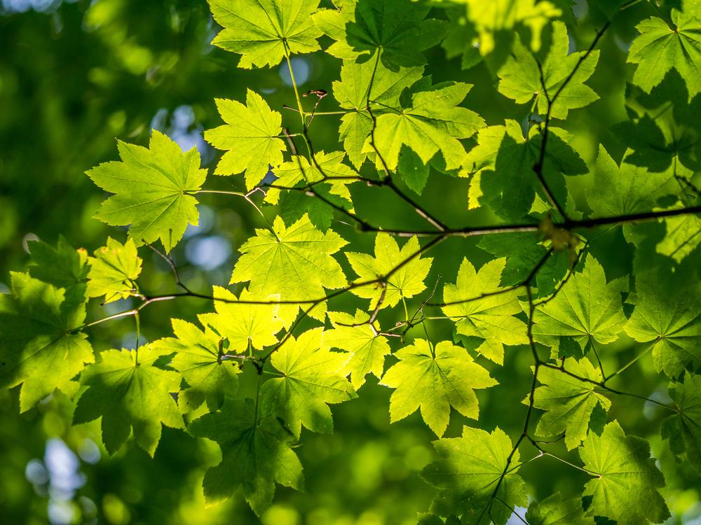 Wander Through Nature’s Classroom at Matthaei Botanical Gardens & Nichols Arboretum