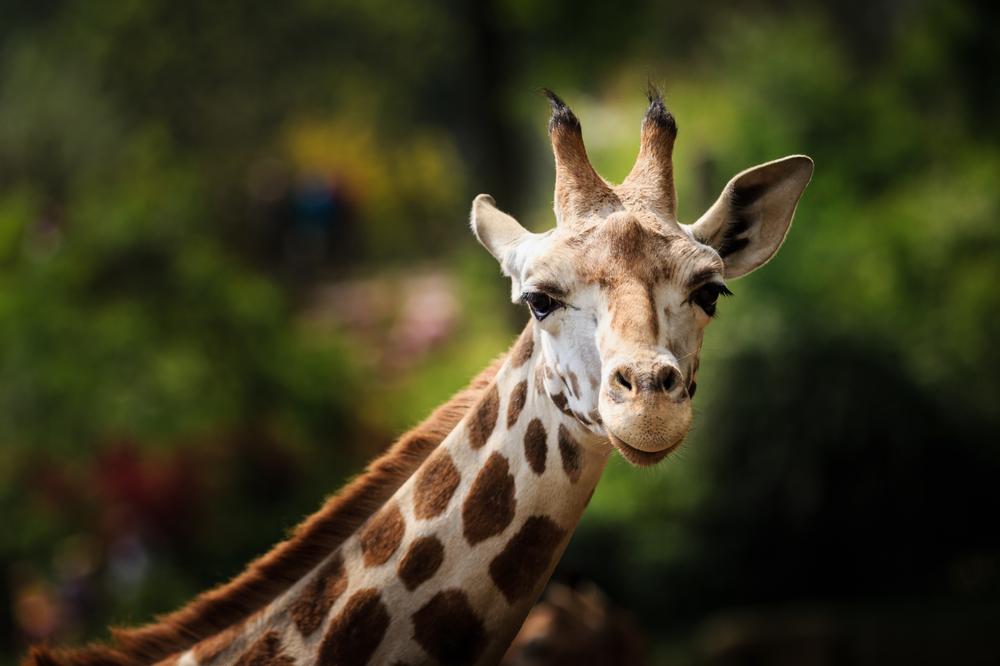 See exotic animals and walk along scenic paths on a fun weekend.