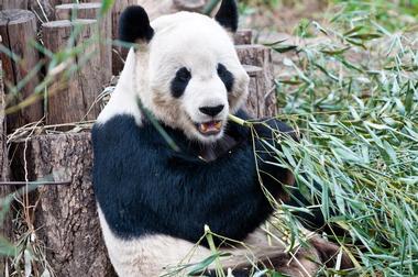 Beijing Zoo