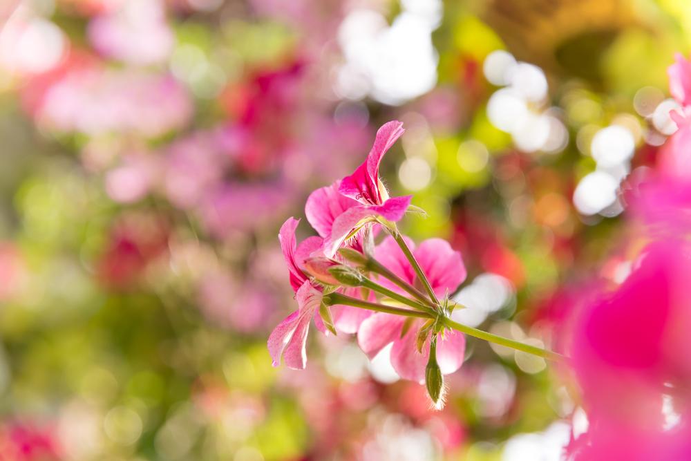 Admire blooming gardens and walk scenic paths on a relaxing retirement day.