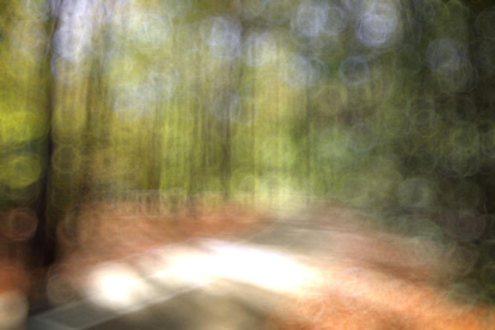 Camp Beneath the Canopy at Seaquest State Park