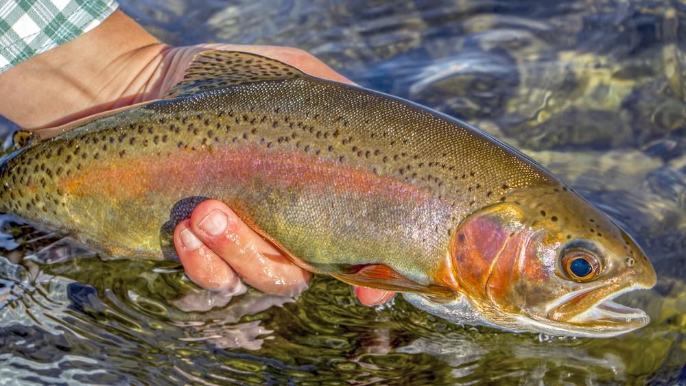 Cast into clear waters and savor a peaceful weekend fishing trip.
