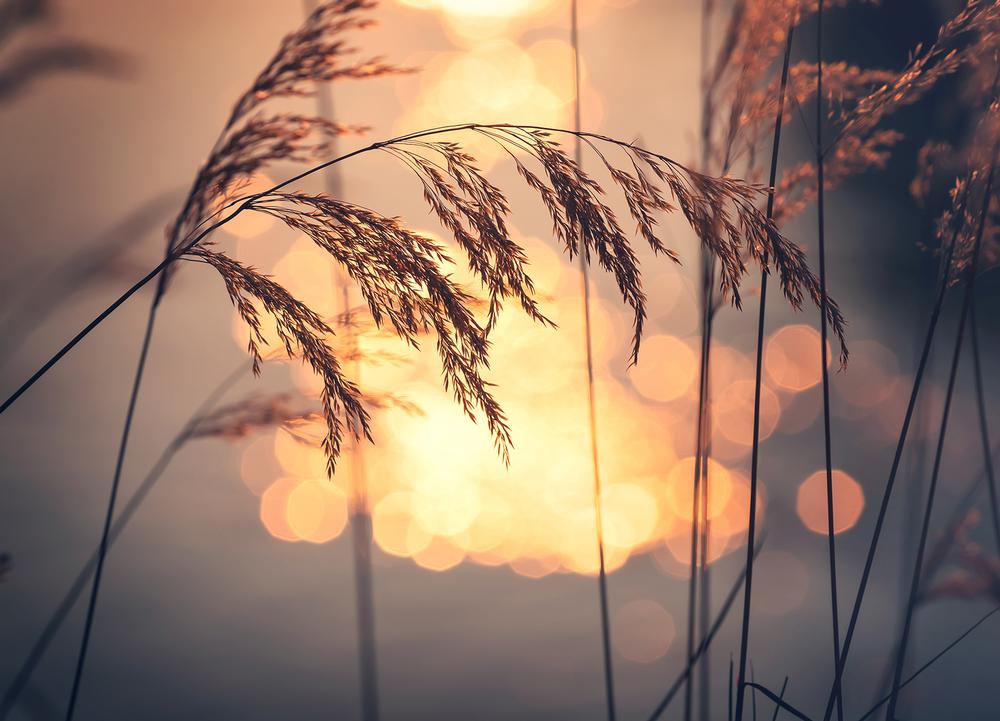 Catch a Sunset at Lake Stanley Park