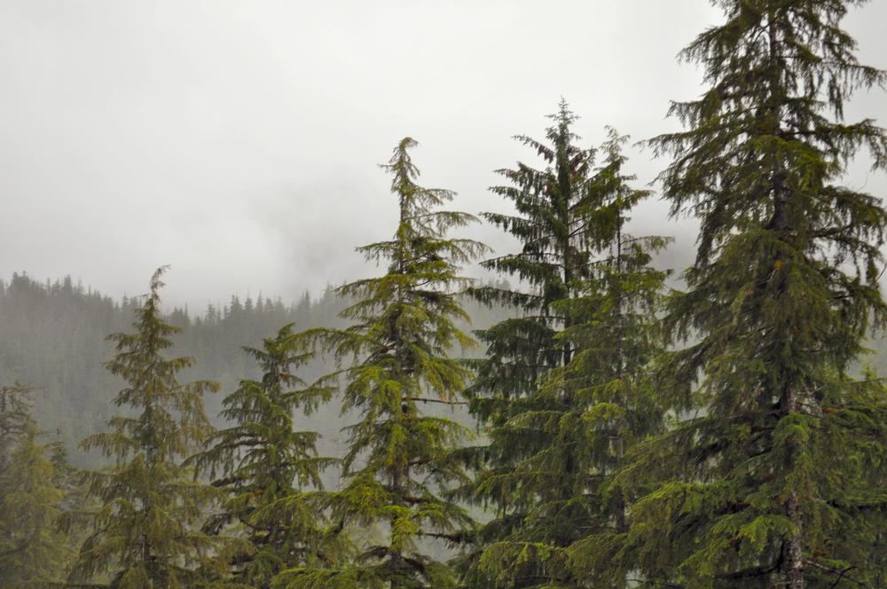 Challenge Yourself with Sweeping Summit Views on the Deer Mountain Trail