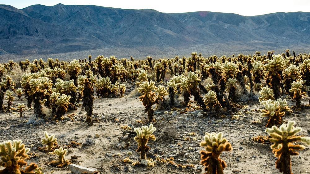 I strolled carefully through a glowing grove of cholla cacti at sunrise, enchanted by their golden glow.