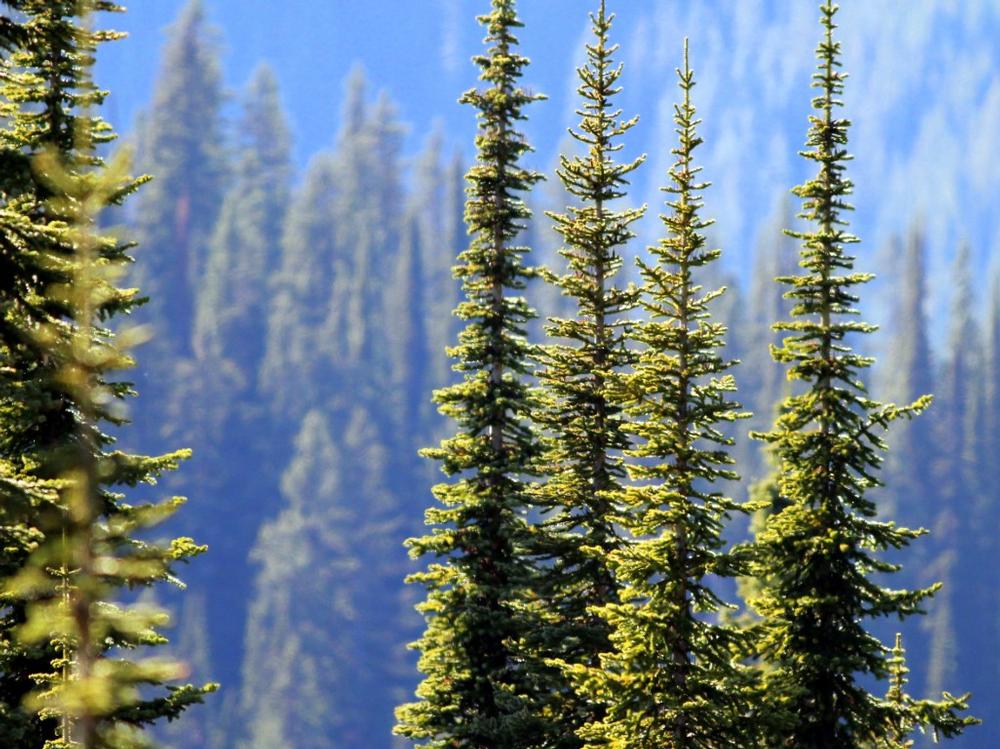 Desolation Peak Trail - 3 hours and 30 minutes
