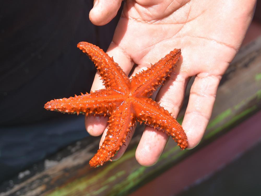 Dive Into Marine Magic at Ocean World