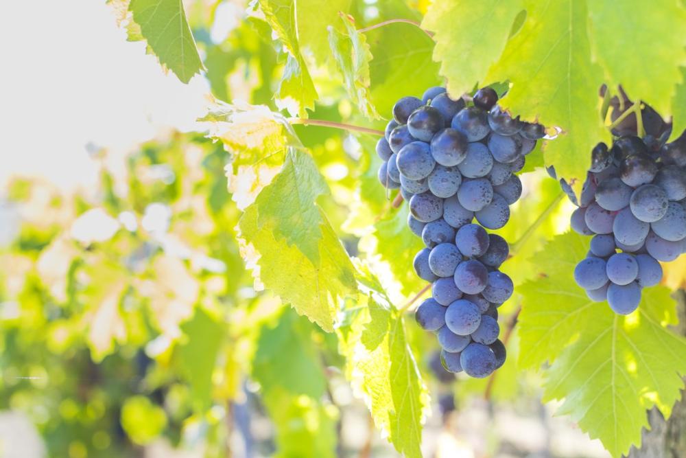 Experience Bold Flavors at Three Brothers Wineries