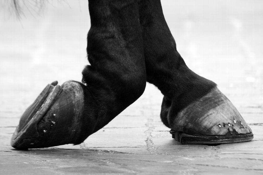 Experience Spectacle and Sparkle at The Dancing Horses Theatre