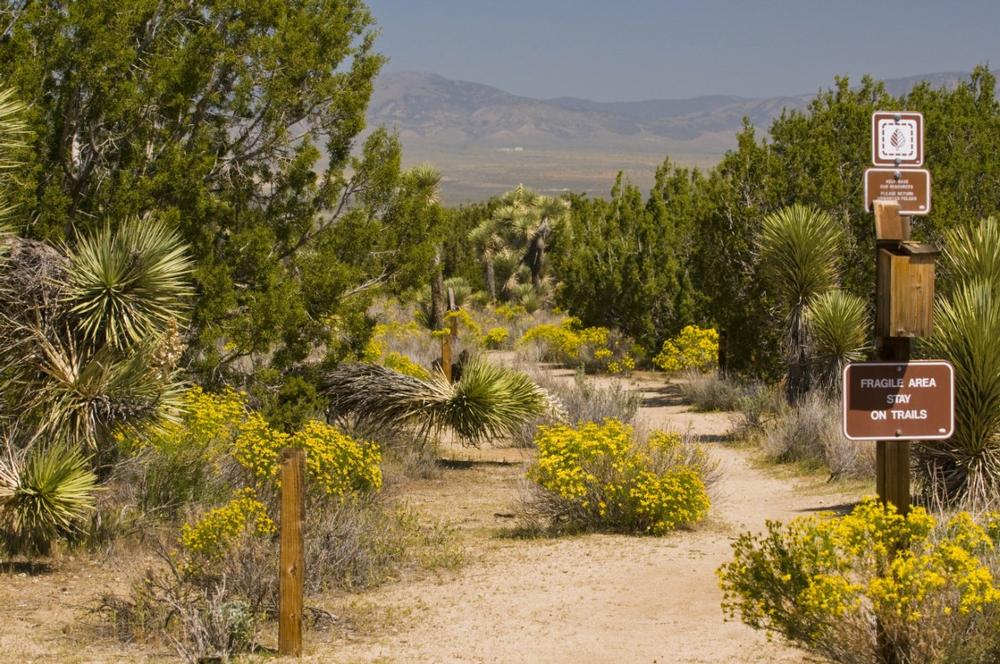 Explore Hidden Trails at Arthur B. Ripley Desert Woodland State Park