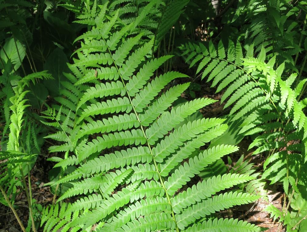 Explore Hidden Trails at Horse Guard State Park