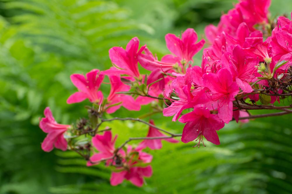 For photographers: Walk through themed gardens at The Greensboro Arboretum