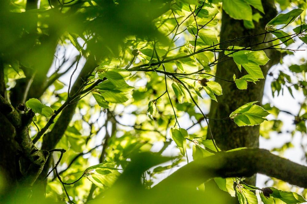 Hike, Bike, or Picnic at Scenic Blue Mountain Reservation