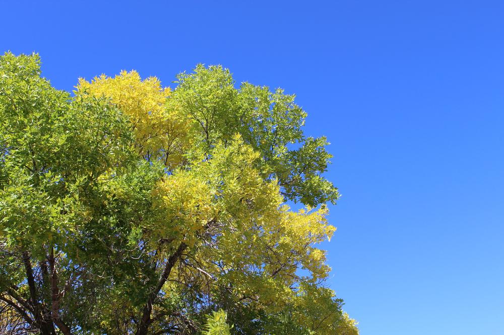 Hike, Picnic, and Soak in Nature at Deukmejian Wilderness Park