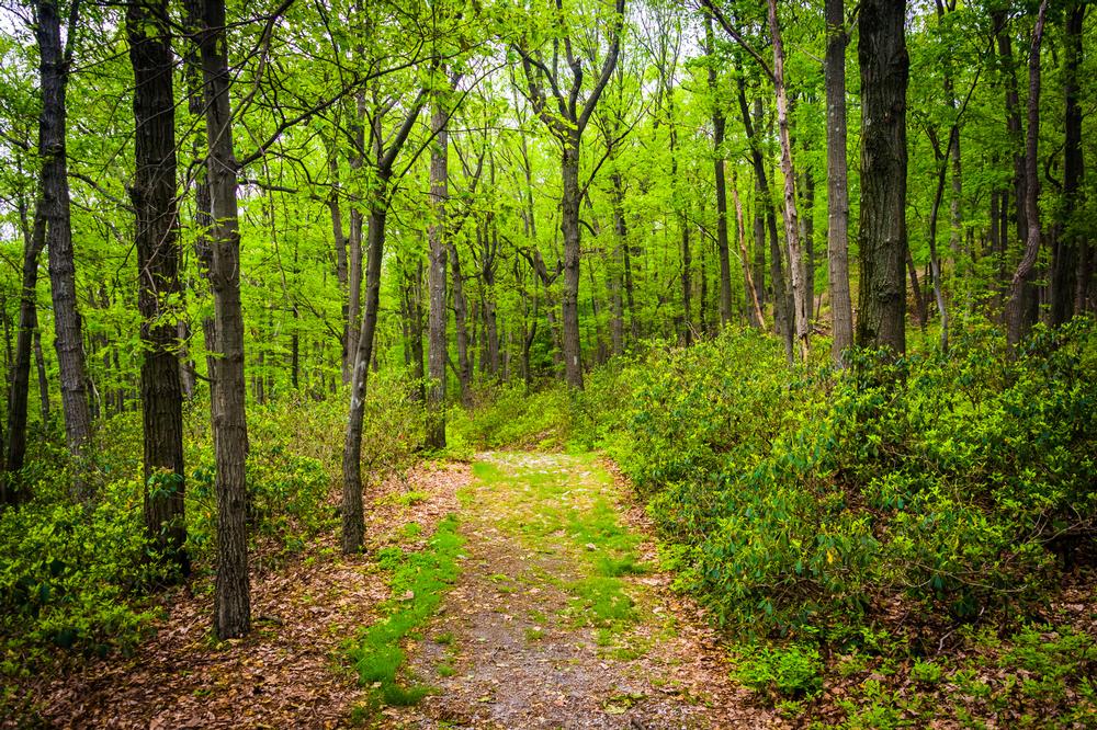 Hike and Learn in Nature at Nolde Forest Environmental Education Center