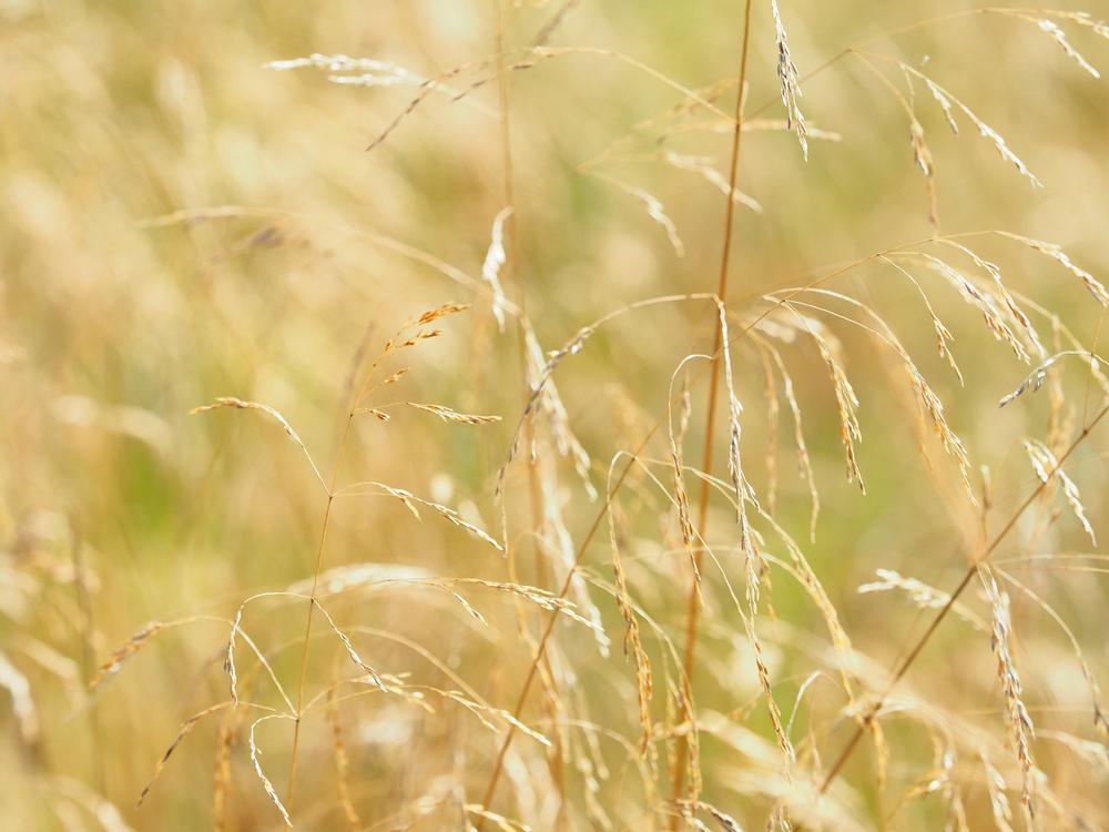Hike Through Hills and Canyons at Wildcat Canyon Regional Park