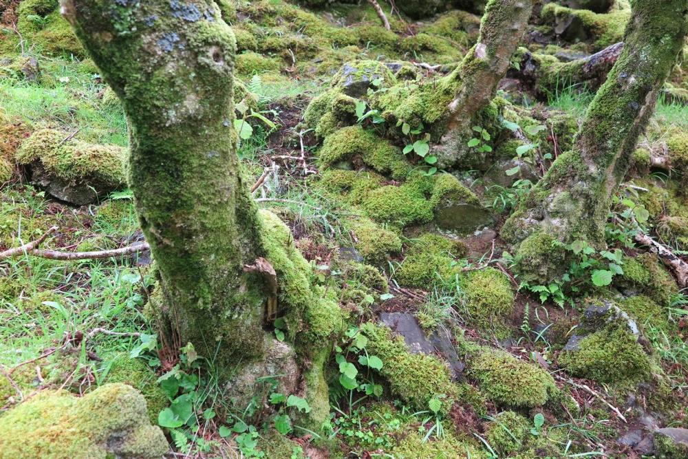 If You Crave Rugged Trails, Explore the OSU McDonald-Dunn Research Forest