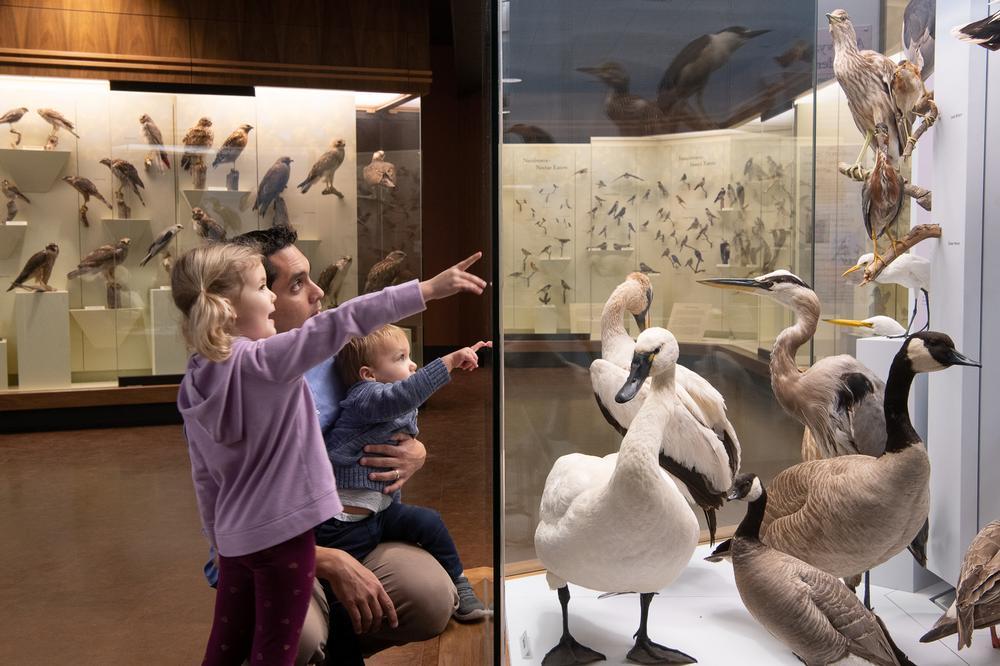 If You Love Dinosaurs, Stars, and Butterflies, Visit the Santa Barbara Museum of Natural History