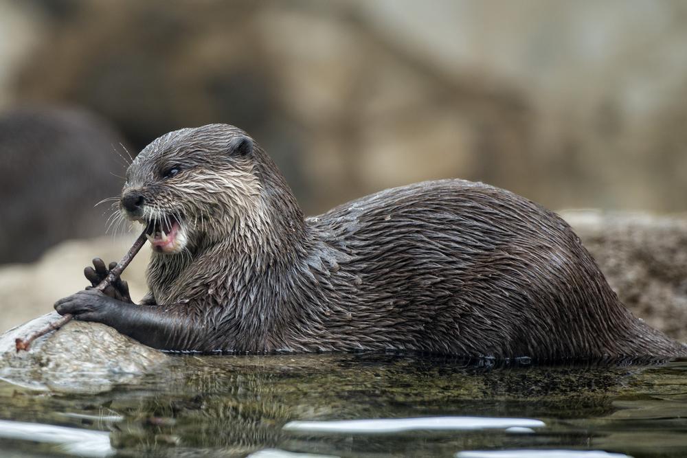 If You’re Wild About Wildlife, Explore ZooAmerica North American Wildlife Park