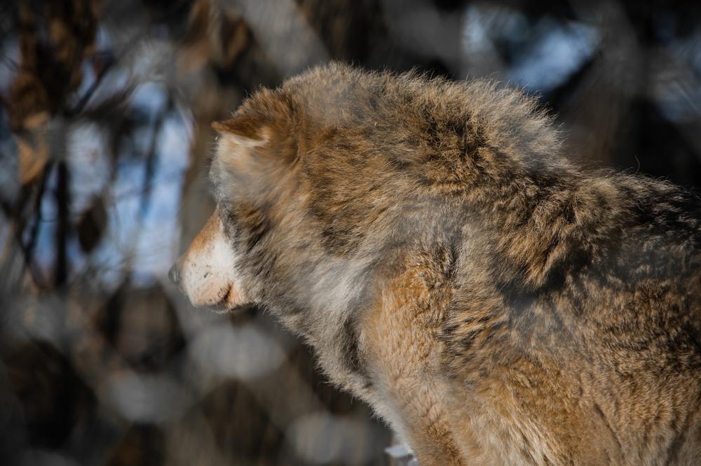 Meet Animal Friends at Menominee Park Zoo