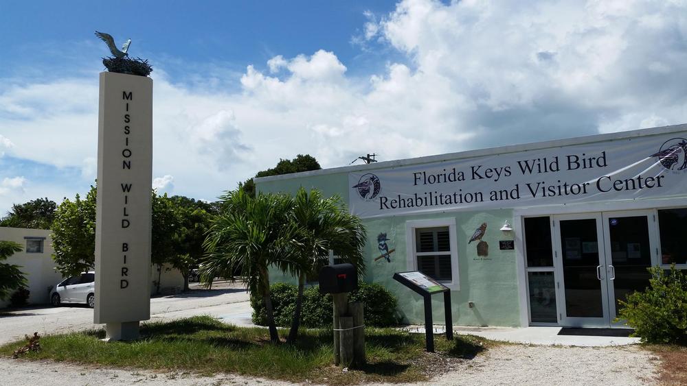 Meet Feathered Survivors at the Florida Keys Wild Bird Rehabilitation Center