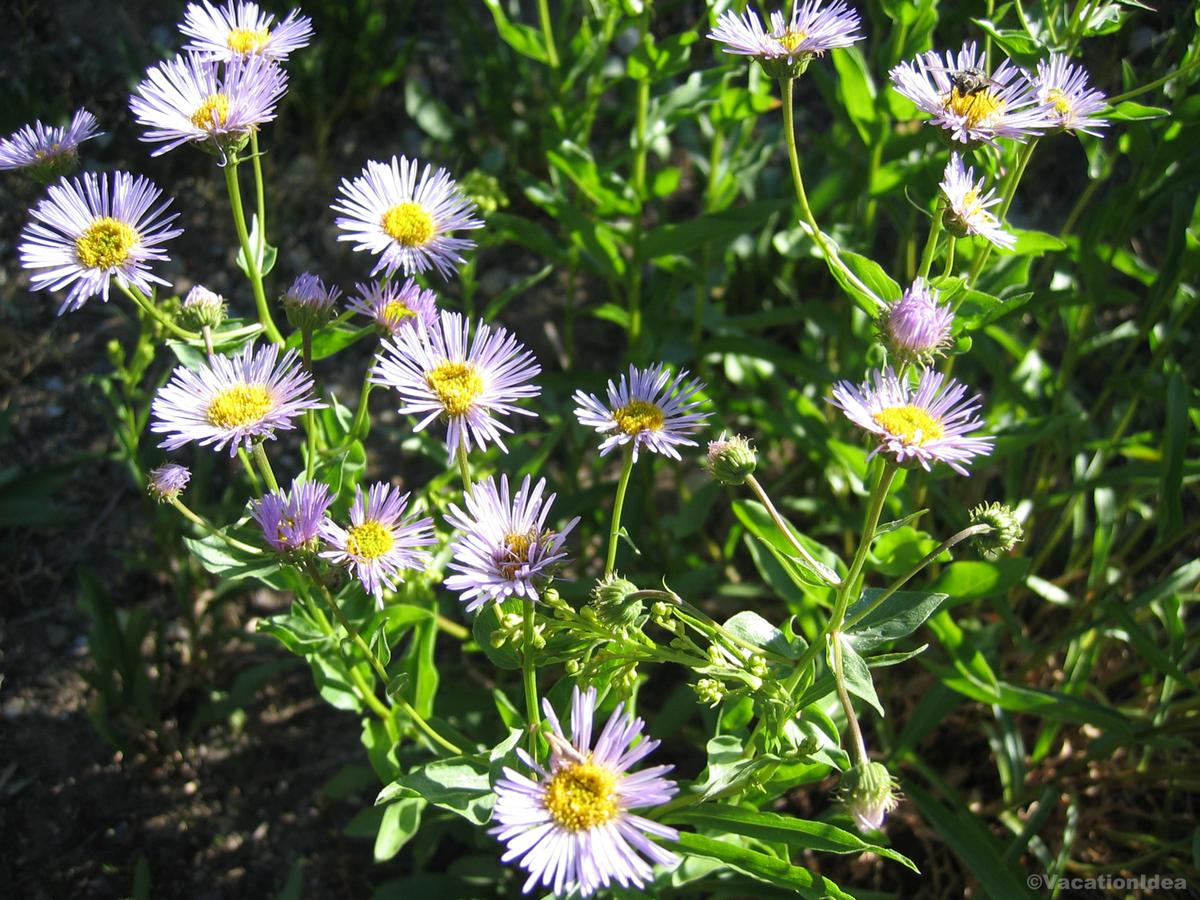 My photo of flowers in Coastal Maine Botanical Gardens