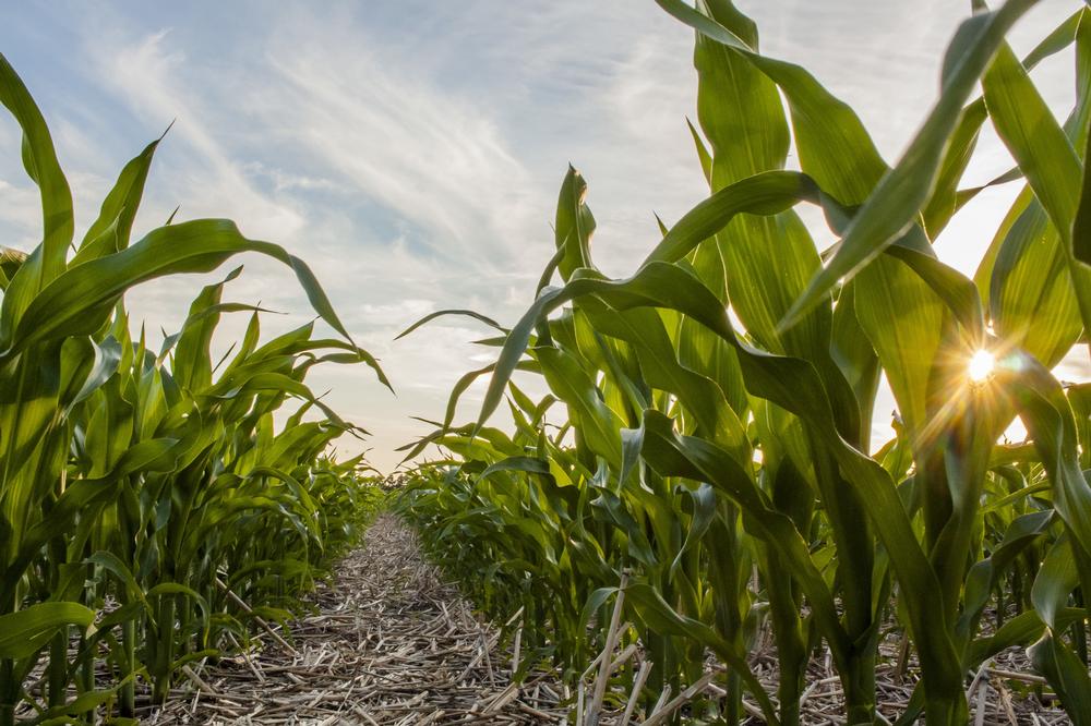 Pick Fresh Produce and Celebrate Harvest at Hauser and Hauser Farm