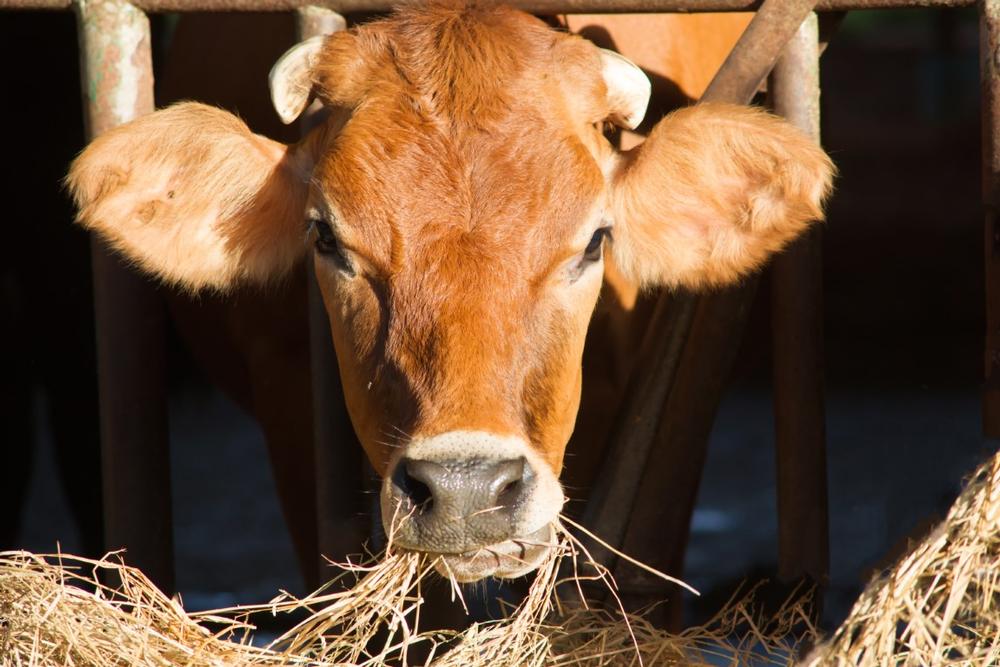 Visit a working farm and enjoy family-friendly agricultural experiences.