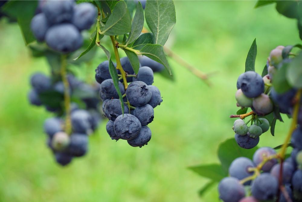 Savor Summer at Mountainview Blueberry Farm