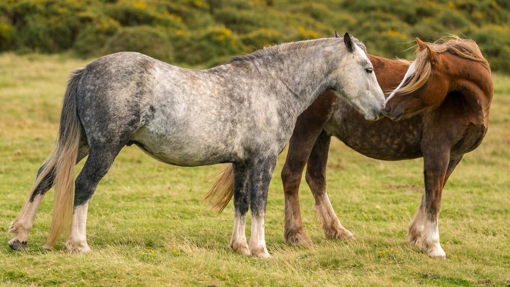 Search for Shells and See Wild Horses on the Shackleford Banks Expedition