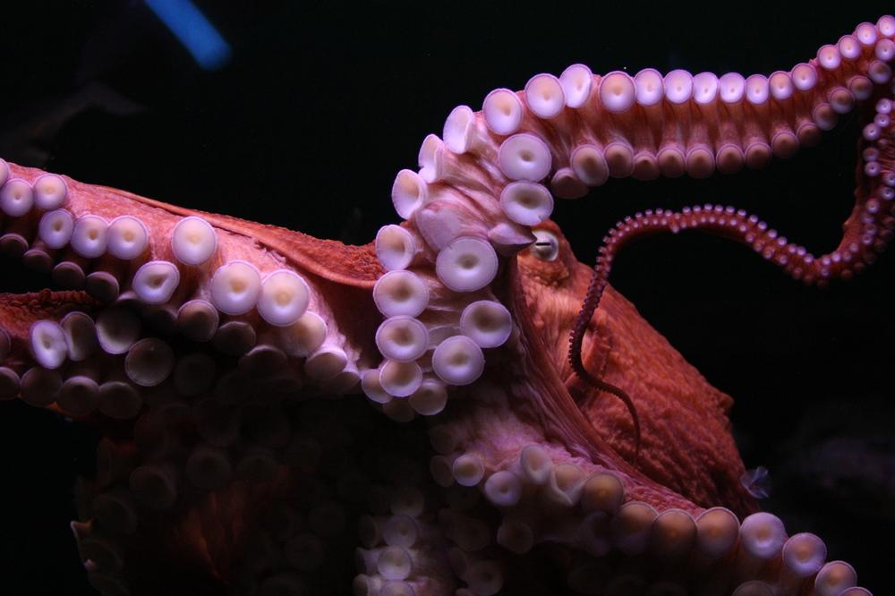 See hundreds of different species at the National Aquarium