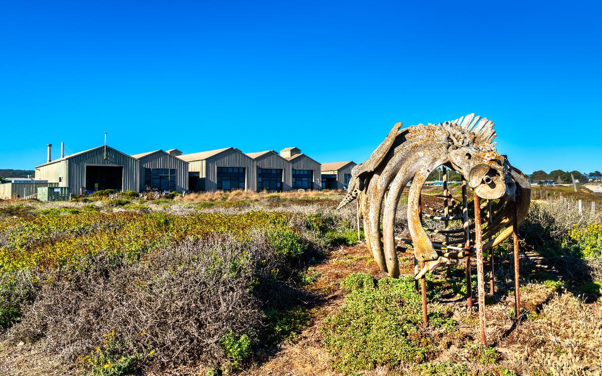 Meeting the Pacific face-to-face at the Seymour Marine Discovery Center