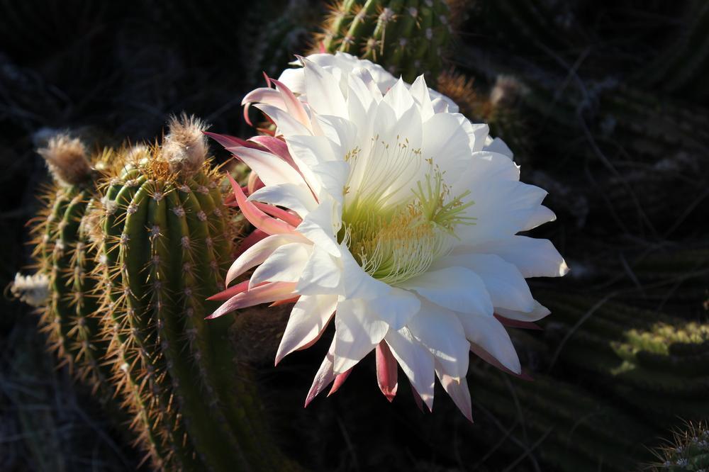 Stroll Through Time at the Arizona Garden