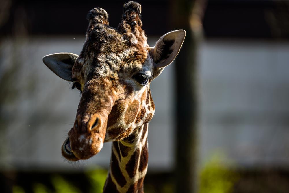 Tackle High-Flying Fun at NEW Zoo & Adventure Park, Green Bay