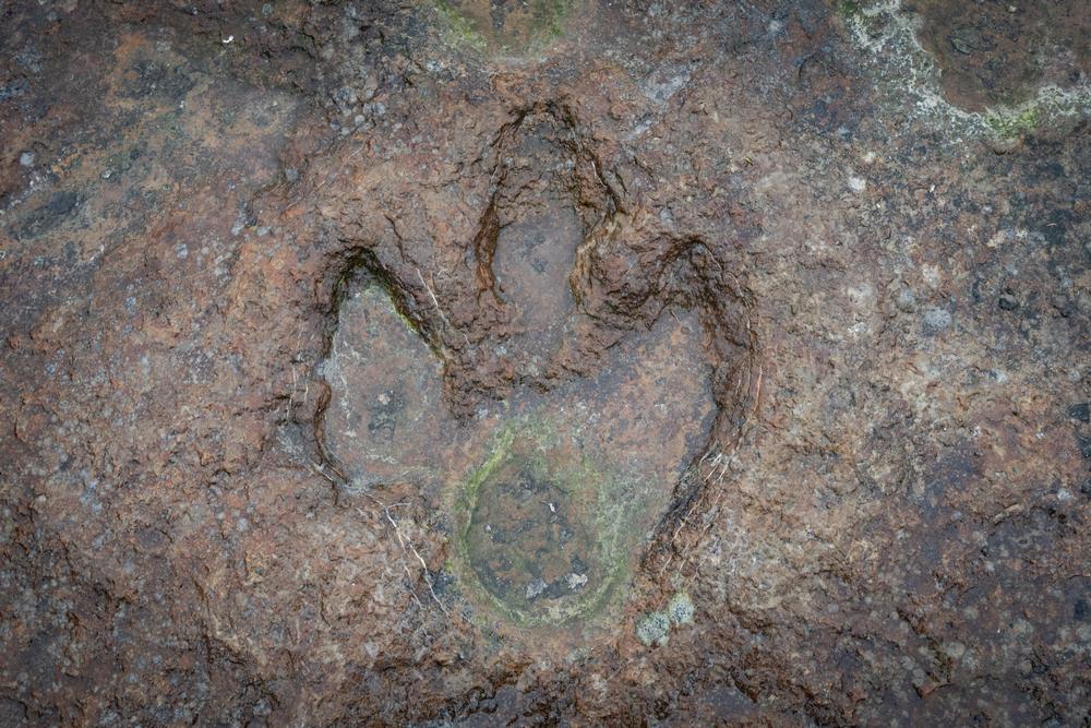 Discover real dinosaur tracks and fossils on a scenic trail.