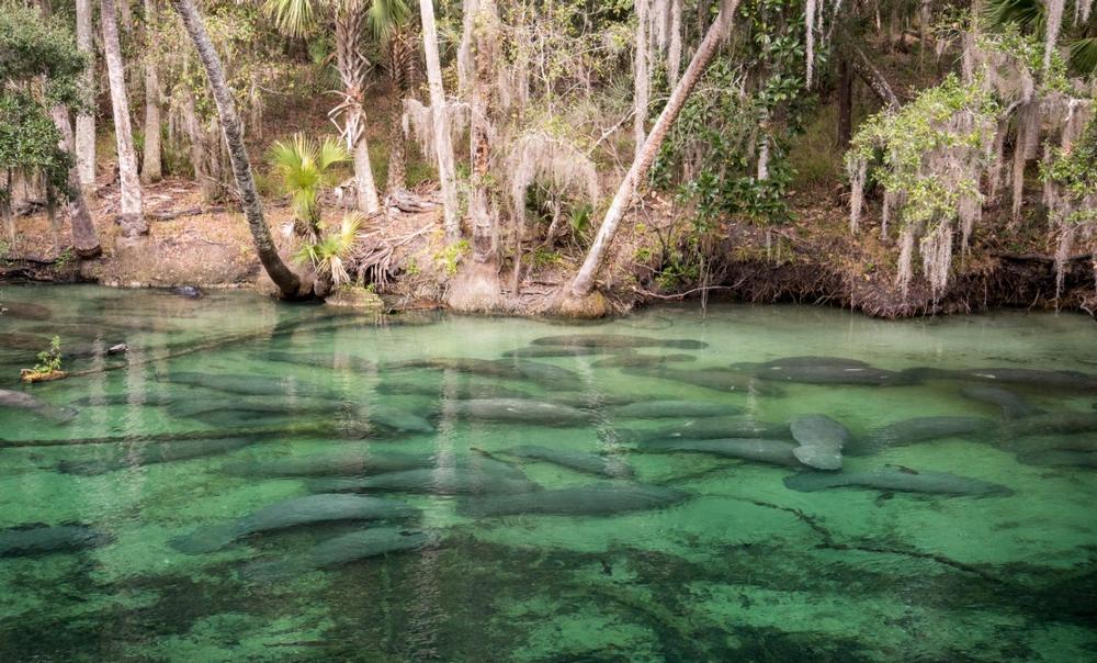 Watch Manatees Gather and Swim in Crystal-Clear Waters at Blue Spring State Park
