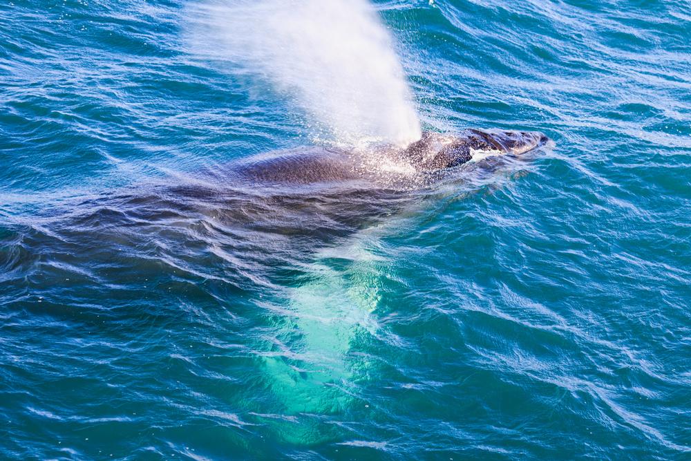See humpbacks breach and spot sea lions on a thrilling wildlife adventure.