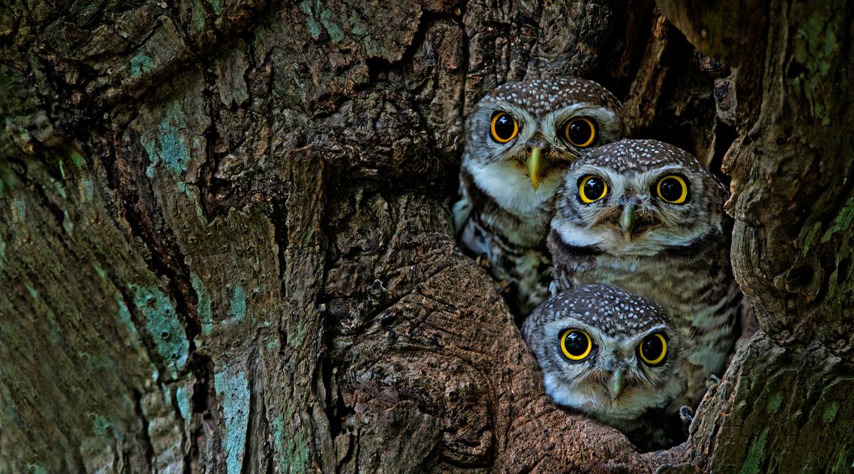 See rescued animals and walk nature trails during a peaceful spring visit.