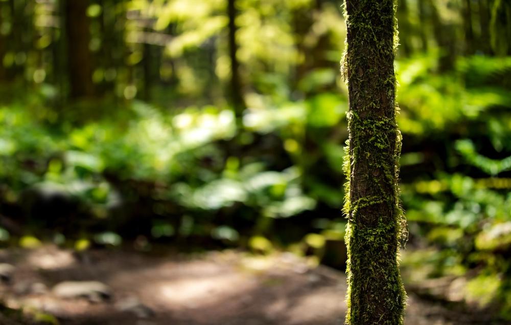 Bike, Walk, or Roll Along the Gwynns Falls Trail