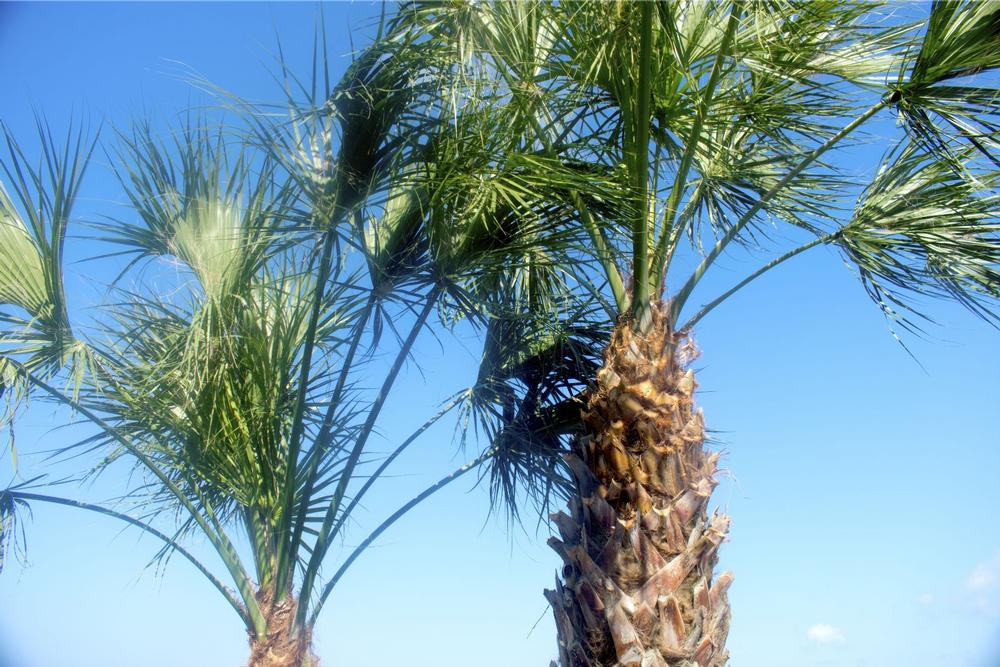 Birdwatch and Explore Nature Trails at Hammock Park