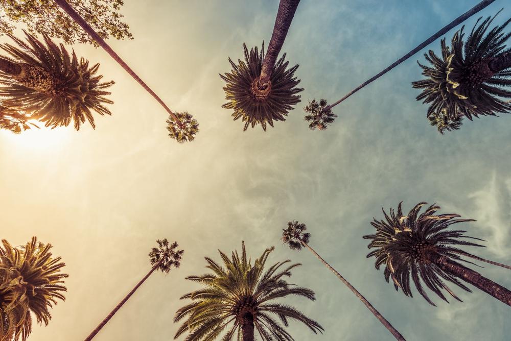Cruise Iconic Palms Along McGregor Boulevard
