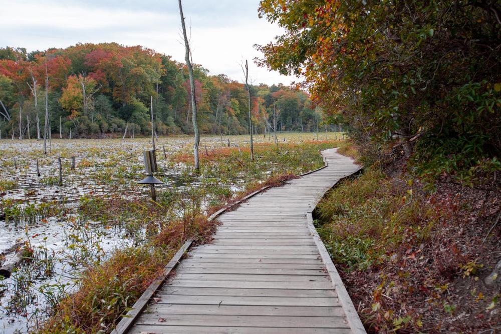 Dig Deep at Calvert Cliffs State Park