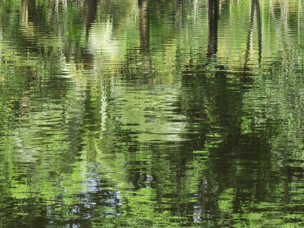 Discover Wildlife and Tranquility at Lake Ramsay Preserve